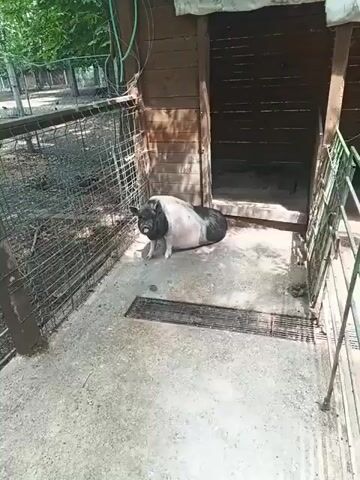 The video shows a black and white pig lying down in a partially shaded concrete enclosure with a wooden shelter in the background. A black metal grate sits in the foreground, with a wire fence to the left and a green metal fence to the right. Trees are visible in the background beyond the fence. The pig rises to its feet briefly before settling back down.
