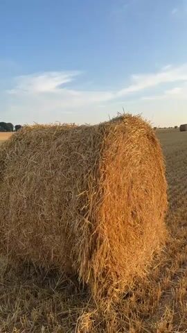 The video opens with a close-up shot of a large, round hay bale in a field. The hay is golden brown and appears dry and coarse. The bale is positioned in the foreground, taking up a significant portion of the frame. Behind the bale, the field stretches out, dotted with several other hay bales of similar size and shape. The field itself is a harvested wheat or barley field, with stubble visible on the ground. In the distance, a line of trees forms a horizon, and beyond that, the sky is a clear, vibrant blue with a few wispy white clouds. The lighting suggests it is either early morning or late afternoon, with the sun casting a warm glow on the hay bales. The camera slowly pans to the right, revealing more of the field and the scattered hay bales. The overall impression is one of rural tranquility and the end of harvest season. There are no people or animals visible in the video. The environment is a wide-open agricultural landscape.
