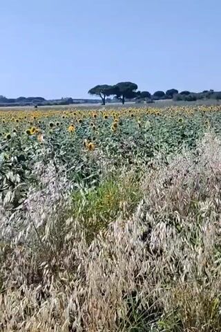 A video shows a wide shot of a field of sunflowers. The sunflowers are yellow and tall, with green leaves. In the foreground, there is a patch of dry grass. In the background, there are trees. The sky is blue and clear. The video is shaky and appears to have been taken by someone walking.