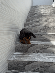Cavalier King Charles Spaniels spotted throughout Puebla residential areas