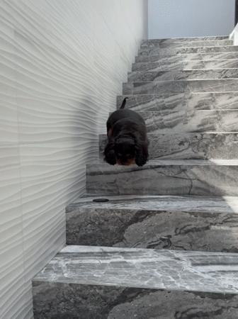 Cavalier King Charles Spaniels spotted throughout Puebla residential areas
