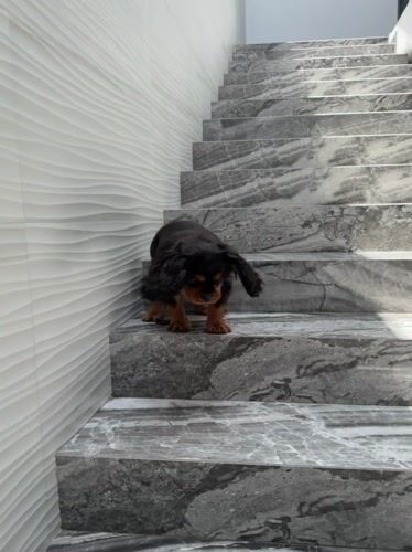 Cavalier King Charles Spaniels spotted throughout Puebla residential areas