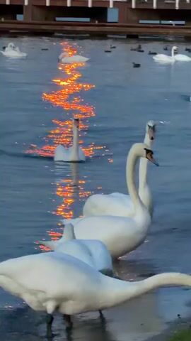 A group of swans are swimming in the water, with a pier in the background. The sun is setting, casting a warm orange glow on the water. Some of the swans are close to the shore, while others are further out in the water. There are also a few ducks swimming in the water. On the pier, there are two people, one of whom is taking a picture with their phone. A street lamp on the pier is illuminated with an orange light.