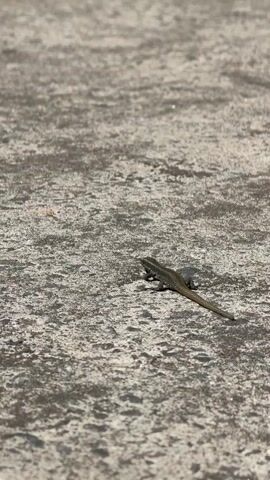 The video starts with a close-up view of a small, green lizard on a textured, gray surface, likely concrete. The camera then rapidly moves upward, becoming blurred, and briefly shows a brown object. It then transitions to a clear blue sky before finally settling on a view of a lush green mountainside covered in dense trees. The shot remains static, focused on the vegetation covering the steep incline.