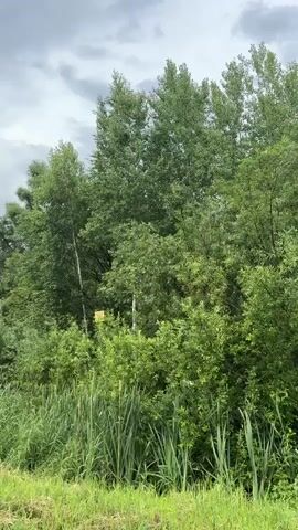 The video shows a view of a natural landscape with dense green foliage under a cloudy sky. The scene is dominated by trees and tall grass, suggesting a rural or wild setting, likely a park, forest edge, or wetland area. In the middle ground, a bright yellow sign is visible, attached to a thin, white-barked tree. The sign is rectangular and appears to have some text or symbols on it, but they are too small and blurry to be legible. The overall impression is one of a serene, overcast day in a verdant natural environment. The presence of the sign hints at human activity or presence in the area, possibly indicating a trail, a warning, or informational notice. The time of day is not definitively clear due to the cloud cover, but the light suggests it is daytime. No people are visible in the frame. The location is identified as Kurgash, Russia.