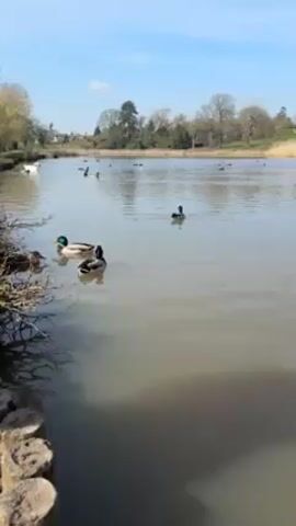 The video shows a pond on a sunny day. Several ducks are swimming on the water's surface, some close to the bank. A swan is visible in the distance. The banks of the pond are lined with trees and reeds. The sky is blue with a few wispy clouds. A log structure can be seen at the edge of the pond.