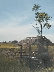 Abandoned hut with tree documented in Indonesian rice field