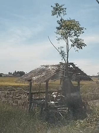 Abandoned hut with tree documented in Indonesian rice field