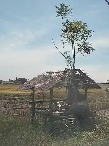 The camera shows a dilapidated hut in a rice field. The hut's roof is tattered, and a tree grows out of it. In the distance, more huts are visible. The sky is blue with some clouds. The rice field is mostly dry, with some green grass.