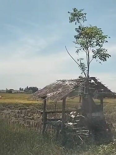 Abandoned hut with tree documented in Indonesian rice field