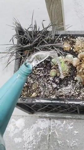In this media file, a close-up shot shows a blue watering can actively pouring water onto a planter filled with various succulents and dark, grass-like plants. The planter is black and appears to be made of plastic, with a grid-like pattern on its sides. Water streams from the can, hitting the soil and plants, with some water splashing onto the grey, tiled surface below. The lighting suggests it is daytime, and the overall scene conveys a sense of gardening or plant care. The background shows a white wall and a wooden structure, possibly an exterior setting. The plants appear to be a mix of healthy and some that are drier, with one prominent, large succulent with reddish-purple petals in the foreground. Small purple and pink flowers are also visible among the greenery. The focus is on the action of watering and the textures of the plants and water. No text is visible in the media.