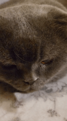 Gray Scottish Fold cat documented in evening play and rest session