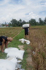 Rice harvest underway in rural Indonesian village fields