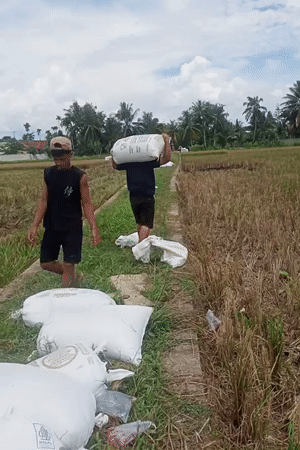 Rice harvest underway in rural Indonesian village fields