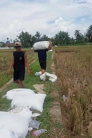 The video shows two men working in a rural, agricultural setting.  One man carries a large white sack over his shoulder, walking along a narrow path through a rice field.  The rice field is mostly harvested, with dry stalks visible.  In the foreground, another man kneels on the path, positioning a similar sack.  Several other white sacks are stacked nearby. The sky is partly cloudy, and there are trees visible in the distance. The scene seems to show the process of moving or distributing sacks, potentially related to farming activities.