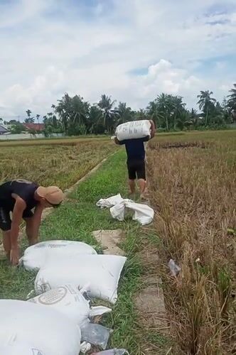 Rice harvest underway in rural Indonesian village fields