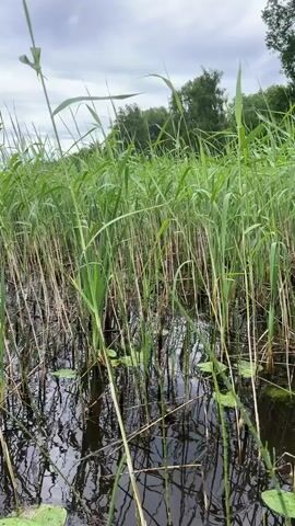 A low-angle shot shows dense green reeds growing out of dark water. Lily pads float on the surface of the water. The sky is overcast with gray clouds. In the distance, a line of trees is visible along the horizon. The camera pans slowly from right to left, revealing more of the reeds and water.