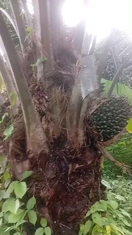 The video shows a close-up view of a palm tree with a cluster of dark green fruit hanging from it. The trunk of the tree is rough and fibrous, with some dry leaves clinging to it. Lush green foliage surrounds the base of the tree. The camera pans slightly, offering different angles of the fruit and the tree. Sunlight filters through the leaves, creating bright highlights.