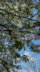 Spring blossoms photographed against blue sky in Bulgarian village