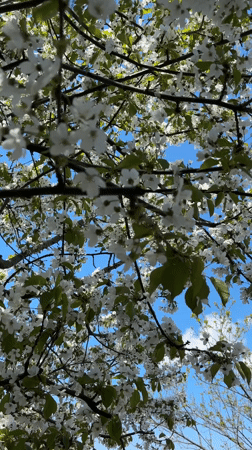 Spring blossoms photographed against blue sky in Bulgarian village