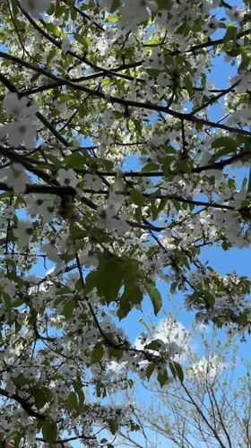 Spring blossoms photographed against blue sky in Bulgarian village