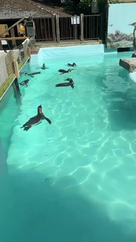 The video shows an outdoor enclosure with a bright blue pool of water, likely a zoo or aquarium exhibit. Several penguins are swimming and playing in the water. The enclosure is surrounded by wooden fencing and some greenery. In the background, there is a building with a thatched roof and a painted mural of a bird on the wall of the enclosure. The water is clear and reflects the sunlight, creating dappled patterns on the bottom of the pool. The penguins are actively swimming, diving, and interacting with each other in their aquatic environment.