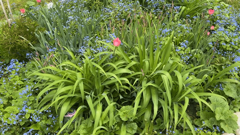 Woman tends spring flower garden in Târgu Mureș park