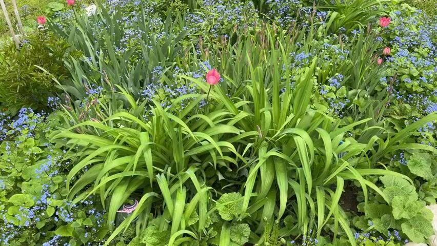 The camera focuses on a garden bed filled with greenery and a single pink tulip in full bloom. The tulip is surrounded by long, blade-like green leaves and small, light blue flowers. The camera zooms in slightly to give a closer view of the tulip.