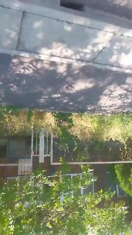 The video shows an outdoor scene with a sidewalk and vegetation. The camera is angled downwards. Shadows of trees are visible on the sidewalk. There is a fence, a brick building with windows, and various plants including tall grass and bushes. A pedestrian crossing sign is visible.