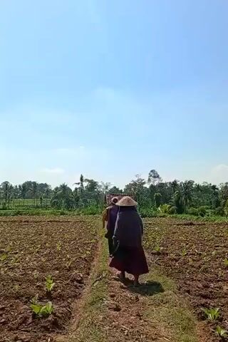 A person wearing a conical hat walks away from the camera down a dirt path through a tilled field of young green plants. The person is carrying a dark bucket in their right hand. The field is surrounded by lush green trees and vegetation under a clear blue sky with a few scattered clouds.