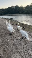 Swans and ducks congregate along a calm lakeside shore