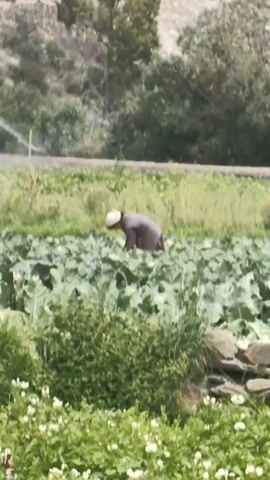 This media file captures a rural agricultural scene in Keylang, India. The primary subject is a person tending to a field, likely engaged in farming activities. The person is bent over, suggesting they are planting, harvesting, or weeding. They are dressed in dark clothing and a hat, partially obscured by the crops.

The setting is a lush green landscape characterized by terraced fields. In the foreground, there's a field of low-lying green plants with scattered white flowers, possibly potatoes or a similar crop. Behind this, a larger field filled with broad, leafy green plants, resembling cabbage or kale, dominates the mid-ground. A single irrigator is visible in the far left, spraying water, indicating that irrigation is being used.

The background reveals a dramatic mountainous terrain with rocky slopes and patches of snow on the higher peaks. The vegetation ranges from sparse shrubs and trees on the slopes to denser greenery in the valleys. The sky is partly cloudy, with a mix of sunlight and shade, suggesting it could be mid-morning or afternoon. The overall atmosphere appears peaceful and industrious, typical of rural agricultural life. There is no visible text in the media file.