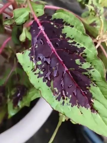 The video is a close-up, slightly shaky shot of a plant with variegated leaves. The leaves are primarily green with large patches of deep red or purple. Some leaves have water droplets on them. The plant is in a pot, and the edge of another pot is visible in the lower right corner. The background is blurred and appears to be outdoors. The overall impression is of a plant that has recently been watered or is in a damp environment.