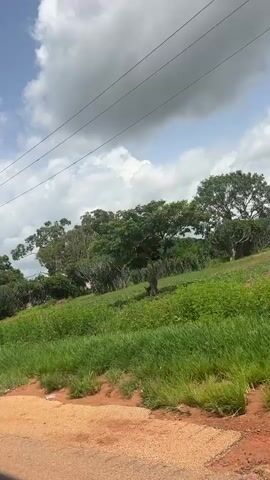 This video shows a roadside view of a rural landscape in Dorowa, Nigeria. The scene is dominated by lush green vegetation, including trees and tall grasses, sloping upwards from a dirt and asphalt road. In the distance, several buildings are visible amidst the trees, suggesting a settlement or scattered homesteads. Overhead, a bright blue sky is dotted with large, fluffy white clouds, indicating fair weather, possibly late morning or early afternoon. Power lines stretch across the frame, supported by wooden poles, a common sight in many rural areas. The road itself appears somewhat worn, with cracks in the asphalt, and the ground beside it is a reddish-brown soil. There are no people visible in the footage, and the overall impression is one of quiet, everyday rural life. The environment appears calm and natural, with the focus on the expansive greenery and the sky.