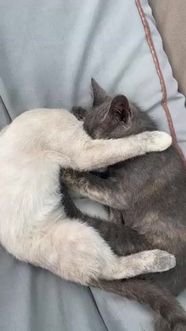Two kittens are curled up asleep on a light gray surface, possibly a bed or couch. The kitten on the left is lighter in color, with a cream and light brown coat. It is curled on its side, with its head resting on the other kitten. Its front paws are wrapped around the body of the darker kitten. The kitten on the right has a darker gray and brown mottled coat. It is also curled on its side, with its head tucked near the lighter kitten's neck. The kittens appear to be hugging each other tightly, demonstrating a close bond. The background is out of focus, but suggests a home environment.