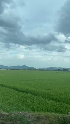 A panoramic shot shows a vast, green rice field under a cloudy sky. The field stretches across the frame, with a faint path or demarcation visible in the middle. In the distance, a line of low mountains or hills can be seen, with a few buildings scattered at their base. The sky is filled with large, dramatic clouds, suggesting a potentially overcast or stormy day. The foreground consists of a narrow strip of dry grass and small plants. The video appears to be shot from a moving vehicle, as evidenced by the slight blur and the perspective. There are no people or animals visible in the frame. The overall impression is one of rural landscape.