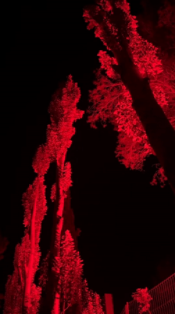 Red-lit forest path draws nighttime visitors in Montanejos