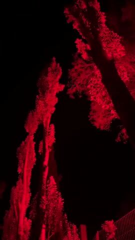 The video shows trees illuminated with a red light source at night. The trees are silhouetted against the dark sky. Some of the trees are tall and thin, while others are more bushy. A fence is visible at the bottom of the frame.