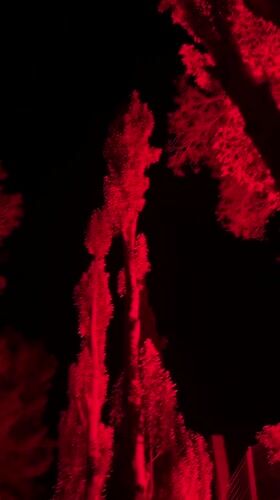 Red-lit forest path draws nighttime visitors in Montanejos