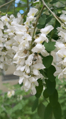 Honeybee pollinates acacia flowers in Rostov-on-Don