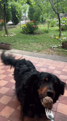 Dog eyes meatball on fork during feeding time