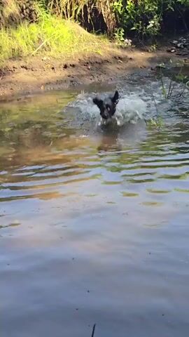 A dog is playing in shallow water near a muddy bank. The dog is black and white with a speckled coat. It runs and splashes in the water, then turns and runs back towards the bank. The bank is covered in mud and vegetation. Sunlight filters through the trees, illuminating the water and the dog.