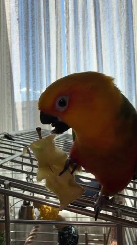 Vibrant sun conure parrot perched atop its cage in Moscow