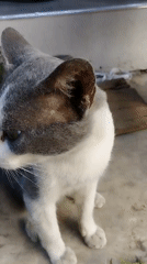 Morning scenes from Lhokseumawe: cats, motorcycles, and daily life