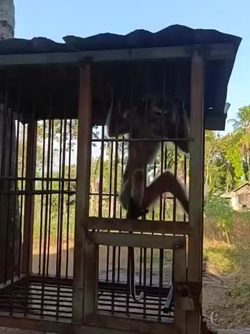 The video shows a monkey in a cage. The monkey is hanging from the top of the cage and appears to be moving around. The cage is made of metal bars and has a metal roof. The background appears to be outdoors with some trees and a building visible. The lighting suggests it is daytime. The video is shaky and does not provide a clear view of the monkey's face or any other details.