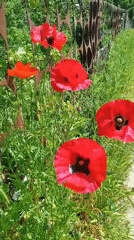 Red poppies bloom in garden area near gravel path