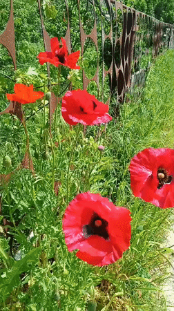 Red poppies bloom in garden area near gravel path