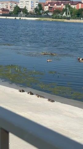 A group of ducklings are resting on a concrete embankment next to a body of water. One duckling is swimming in the water. In the background, there are buildings and trees. The sun is shining, creating reflections on the water.