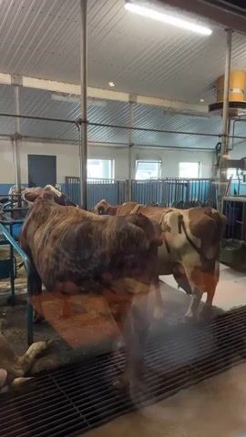 The video displays the interior of a brightly lit dairy barn, featuring multiple cows housed in individual stalls. Natural light streams in through several windows positioned high on the far wall, complemented by overhead artificial lighting and circular fans attached to a corrugated metal ceiling.

Numerous cows of various breeds and coat patterns are visible, predominantly brown, white, and black. Some cows are lying down in their stalls, appearing to rest, while others are standing. A large, brown, and striped cow is prominent in the foreground, partially obscured by reflections on a glass or transparent barrier through which the video is recorded. The stalls are constructed with blue metal railings, and the flooring appears to be a mix of concrete and slatted areas.

The cows seem calm and passive, with no distinct activity other than resting or standing. No human presence or explicit actions are captured within the frame. Prominent reflections are visible across the viewing surface, causing some distortion and blurring in parts of the image. There is no visible text present in the video. The setting suggests a well-maintained and modern farm environment. The provided context indicates the location is Reykjahlíð, Iceland.