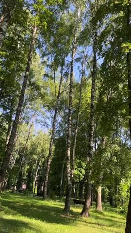The video shows a low-angle view looking up through a canopy of trees. The trees are tall and appear to be a mix of birch and other deciduous trees. Sunlight filters through the green leaves, creating dappled patterns on the ground, which is covered in grass. The sky is visible through the gaps in the foliage, appearing blue with some wispy clouds. The camera pans slowly upwards, showing the height and density of the forest. The overall impression is one of a peaceful, natural setting on a sunny day. There are no people or animals visible in the video.